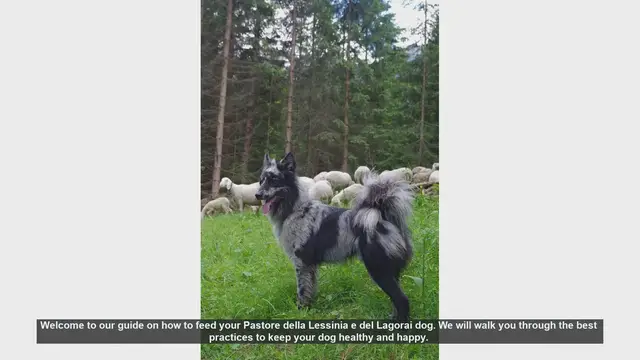 Video thumbnail for Feeding Your Pastore della Lessinia e del Lagorai: Essential Tips for a Healthy Dog
