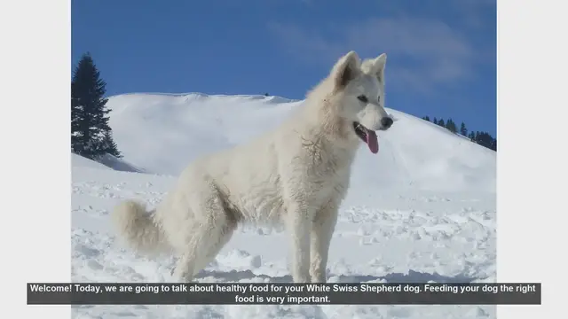 Video thumbnail for Healthy Food Tips for Your White Swiss Shepherd Dog
