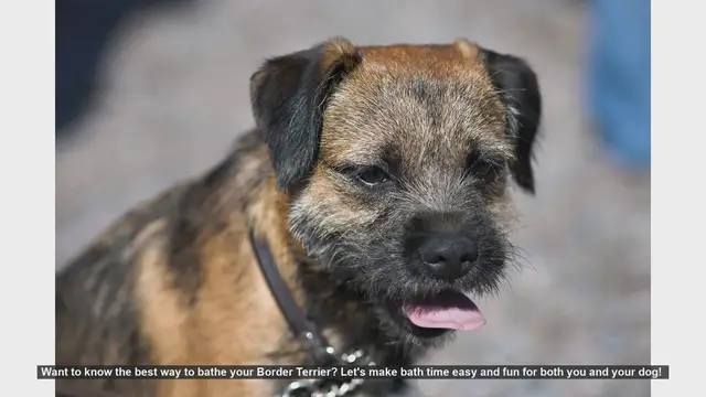 Video thumbnail for How to Bathe Your Border Terrier: Easy and Fun Tips!