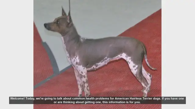 Video thumbnail for Common Health Problems in American Hairless Terriers