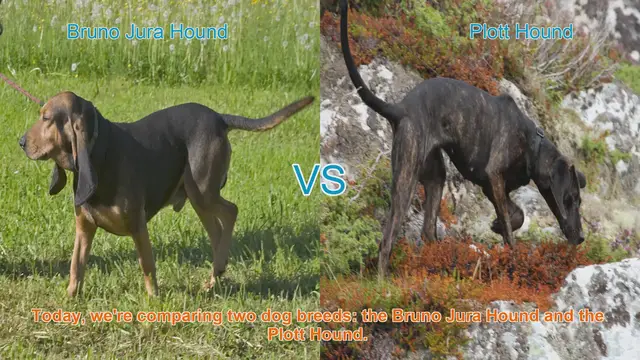 Video thumbnail for Dog Breed Comparison: Bruno Jura Hound vs. Plott Hound