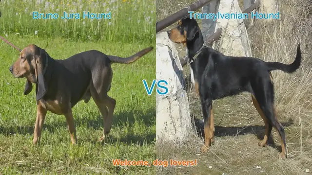 Video thumbnail for Exploring Bruno Jura Hound vs. Transylvanian Hound: A Unique Dog Breed Comparison