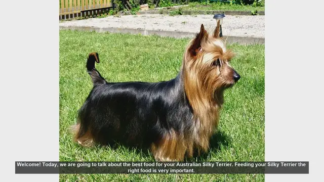 Video thumbnail for Best Food for Your Australian Silky Terrier: A Complete Guide