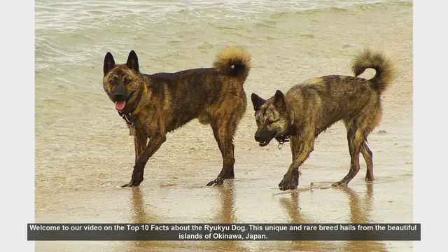 Video thumbnail for Top 10 Fascinating Facts About the Rare Ryukyu Dog