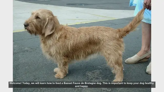 Video thumbnail for How to Properly Feed Your Basset Fauve de Bretagne