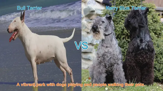Video thumbnail for Bull Terrier vs. Kerry Blue Terrier: A Comparative Guide