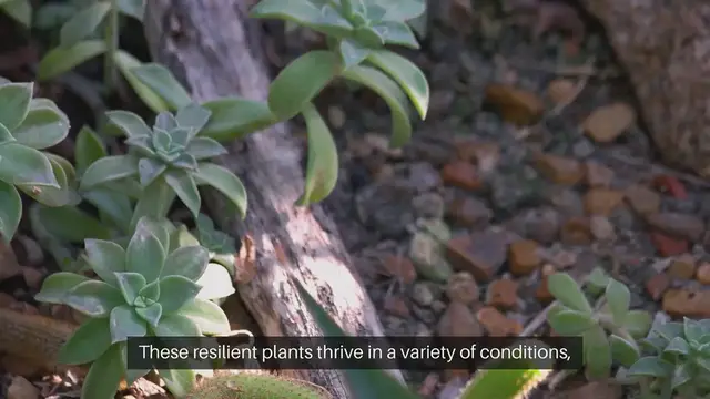 Video thumbnail for How To Grow Succulents Indoors