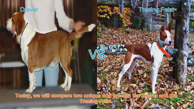 Video thumbnail for Drever vs. Treeing Feist: A Comprehensive Comparison