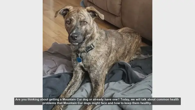 Video thumbnail for Mountain Cur Dog Health: Common Issues and Care Tips