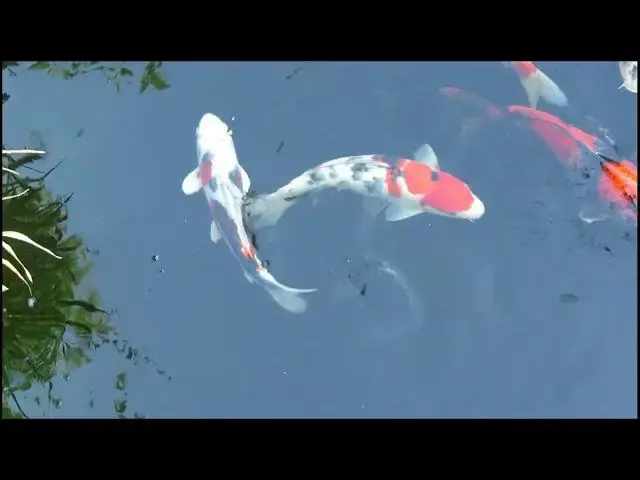 Video thumbnail for Safe Ice Removal for Koi Ponds: Protecting Your Fish in Winter