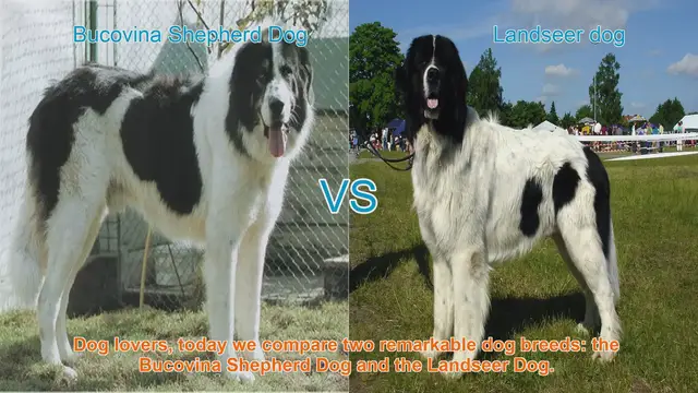 Video thumbnail for Bucovina Shepherd Dog vs. Landseer Dog: A Comparison of Remarkable Breeds