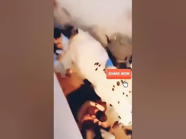 Video thumbnail for Cow eid status #eid #cow #fun