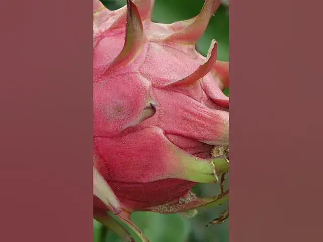 'Video thumbnail for MANFAAT BUAH NAGA TERHADAP KESEHATAN'