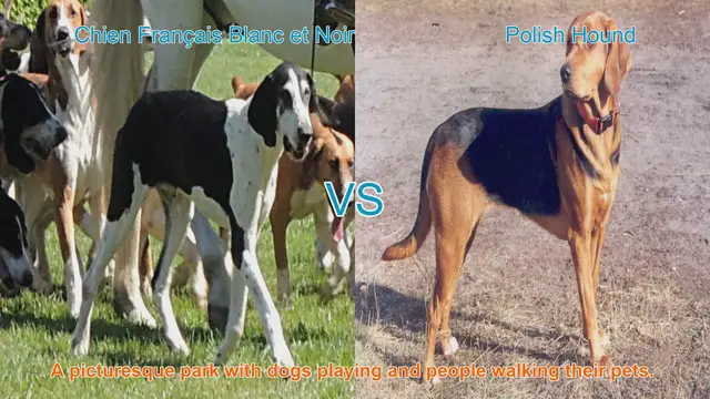 Video thumbnail for Comparing Chien Français Blanc et Noir and Polish Hound: A Comprehensive Guide