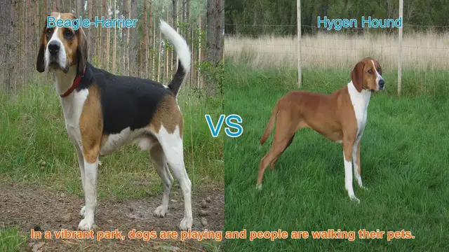 Video thumbnail for Beagle-Harrier vs. Hygen Hound: A Comparison of Two Unique Dog Breeds