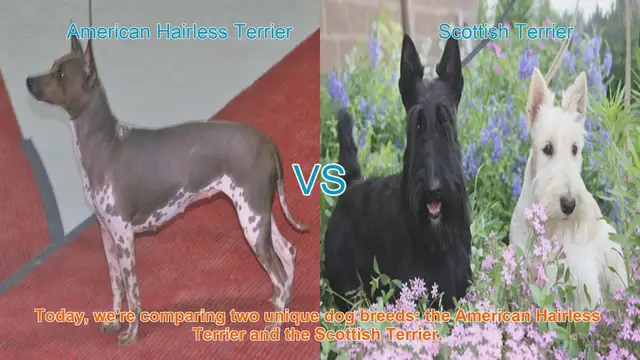 Video thumbnail for American Hairless Terrier vs. Scottish Terrier: A Breed Comparison