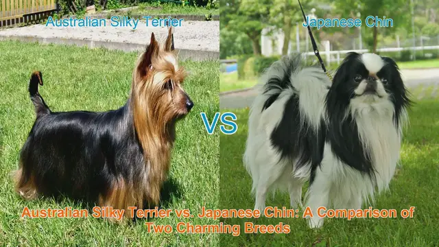 Video thumbnail for Australian Silky Terrier vs. Japanese Chin: A Comparison of Two Charming Breeds