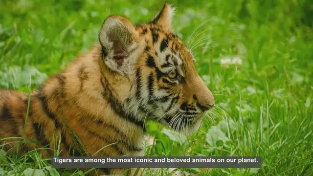 Video thumbnail for 10 Tiger Subspecies: Scientific Names and Conservation Status