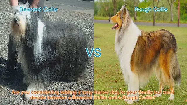 Video thumbnail for Bearded Collie vs. Rough Collie: Choosing the Perfect Long-Haired Dog