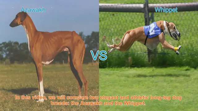 Video thumbnail for Azawakh vs. Whippet: A Comparison of Elegant and Athletic Dog Breeds