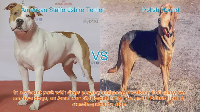 Video thumbnail for American Staffordshire Terrier vs. Polish Hound: A Breed Comparison