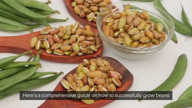 Video thumbnail for How to Grow Beans in Containers