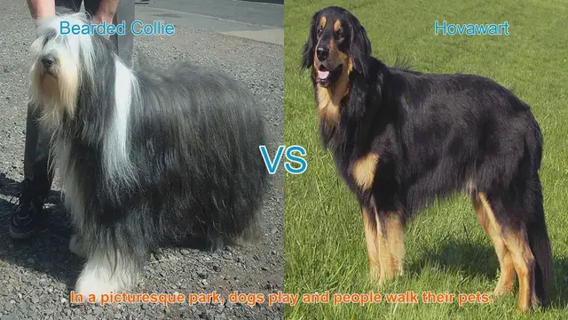 Video thumbnail for Bearded Collie vs. Hovawart: A Comparison of Two Wonderful Dog Breeds