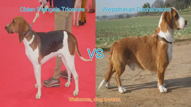 Video thumbnail for Comparing Chien Français Tricolore and Westphalian Dachsbracke: A Comprehensive Guide