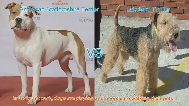 Video thumbnail for American Staffordshire Terrier vs. Lakeland Terrier: A Comprehensive Breed Comparison