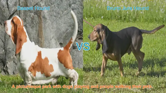 Video thumbnail for Basset Hound vs. Bruno Jura Hound: A Comparison of Appearance, Temperament, and Care