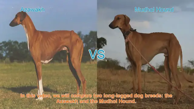 Video thumbnail for Azawakh vs. Mudhol Hound: A Comparative Guide