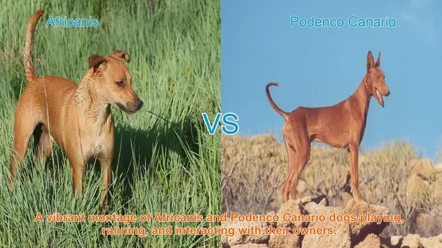 Video thumbnail for Africanis vs. Podenco Canario: A Comprehensive Breed Comparison