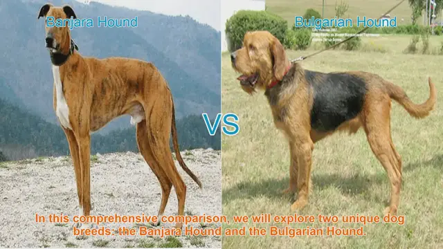 Video thumbnail for Comparing Banjara Hound and Bulgarian Hound: A Comprehensive Guide