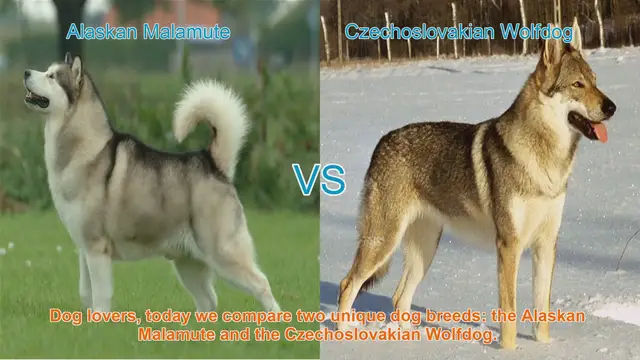 Video thumbnail for Alaskan Malamute VS Czechoslovakian Wolfdog