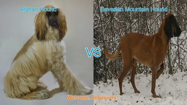 Video thumbnail for Afghan Hound vs. Bavarian Mountain Hound: A Breed Comparison