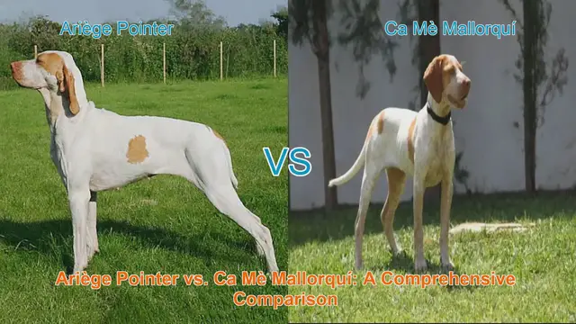 Video thumbnail for Ariège Pointer vs. Ca Mè Mallorquí: A Comprehensive Comparison