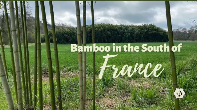 Video thumbnail for Bamboo in the South of France