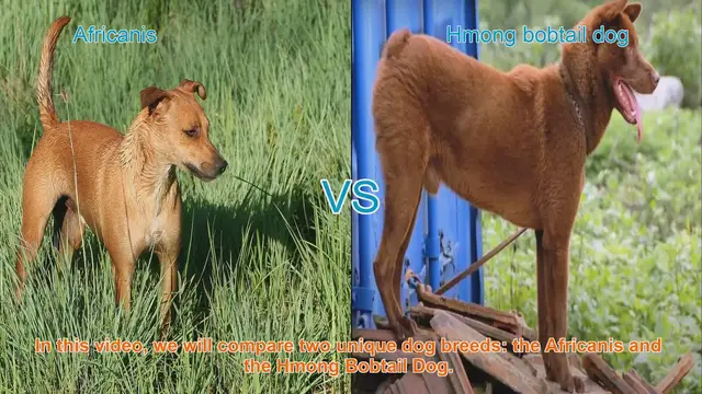Video thumbnail for Africanis vs. Hmong Bobtail Dog: Breed Comparison Guide