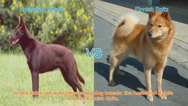 Video thumbnail for Australian Kelpie vs. Finnish Spitz: A Comprehensive Breed Comparison