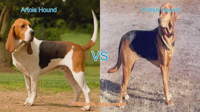 Video thumbnail for Artois Hound vs. Polish Hound: A Comparison of Unique Dog Breeds
