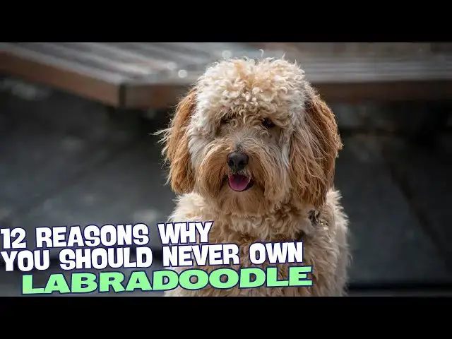 Video thumbnail for 12 Reasons Why You Should Never Own a Labradoodle! 🚫🐶