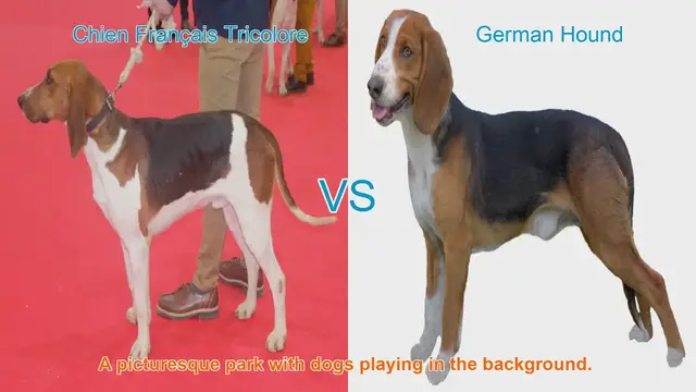Video thumbnail for Comparing Chien Français Tricolore and German Hound: A Comprehensive Guide