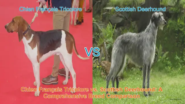 Video thumbnail for Chien Français Tricolore vs. Scottish Deerhound: A Comprehensive Breed Comparison