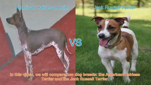 Video thumbnail for American Hairless Terrier vs. Jack Russell Terrier: A Comprehensive Comparison