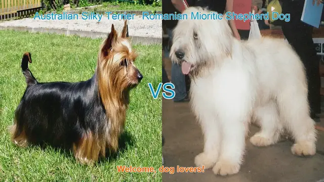Video thumbnail for Australian Silky Terrier vs. Romanian Mioritic Shepherd Dog: A Breed Comparison