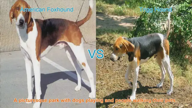 Video thumbnail for American Foxhound vs. Trigg Hound: A Comparative Guide