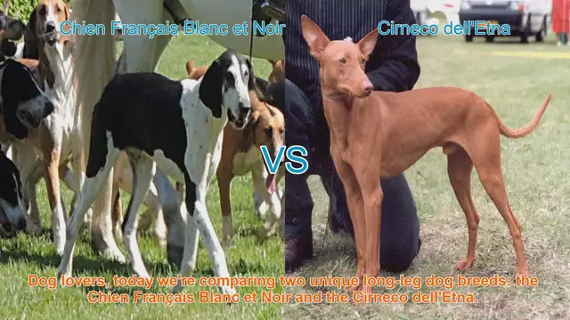 Video thumbnail for Comparing Chien Français Blanc et Noir vs. Cirneco dell'Etna: A Guide for Dog Lovers
