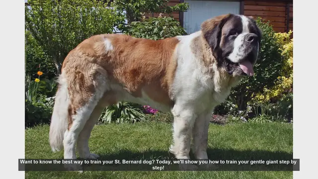 Video thumbnail for How to Train Your St. Bernard: Step-by-Step Guide