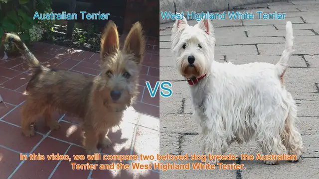 Video thumbnail for Australian Terrier vs. West Highland White Terrier: A Comparison
