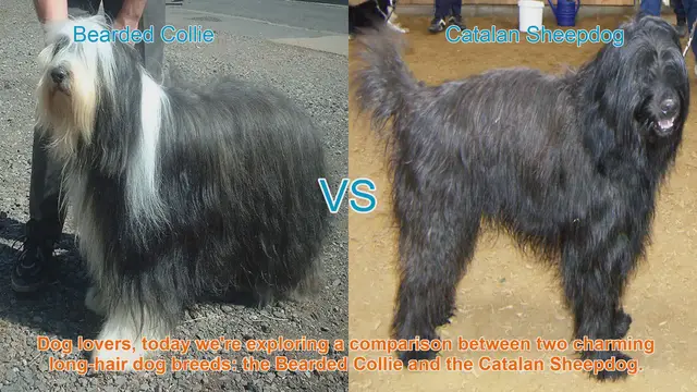 Video thumbnail for Bearded Collie vs. Catalan Sheepdog: A Comparison of Long-Hair Dog Breeds